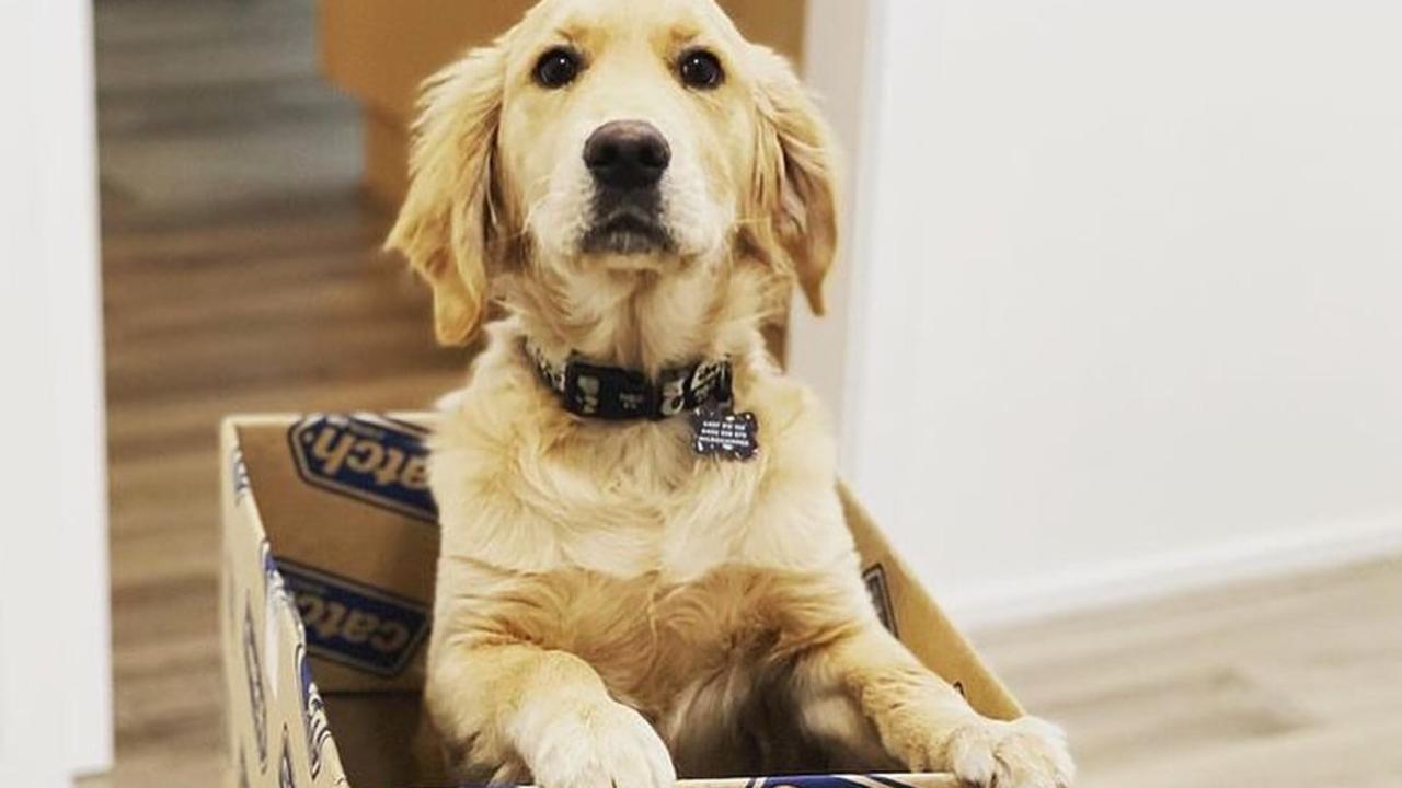 Catch is kicking off its EOFY sale with some very good deals, just like this very good boy. Picture: Instagram/@catchaustralia.