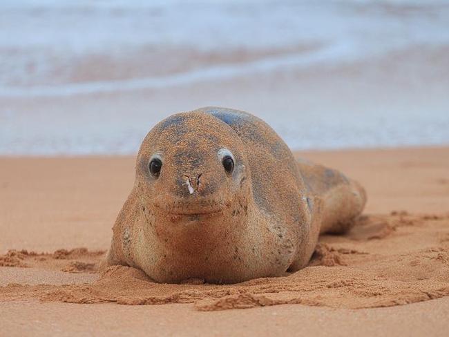 A small leopard seal on the sand at Avalon Beach last year. This seal was also attacked by a shark. Picture: Jarrod Castaing Fine Art Photography