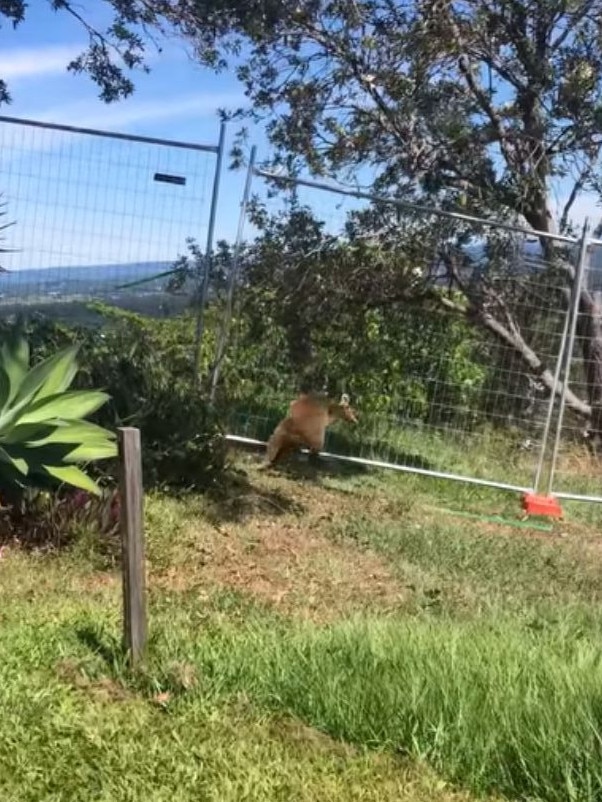 A local filmed a wallaby “banging its head” against the fence. Picture: Facebook