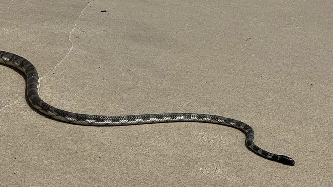 The elegant sea snake was spotted at Mermaid Beach on Monday morning. Picture: Facebook