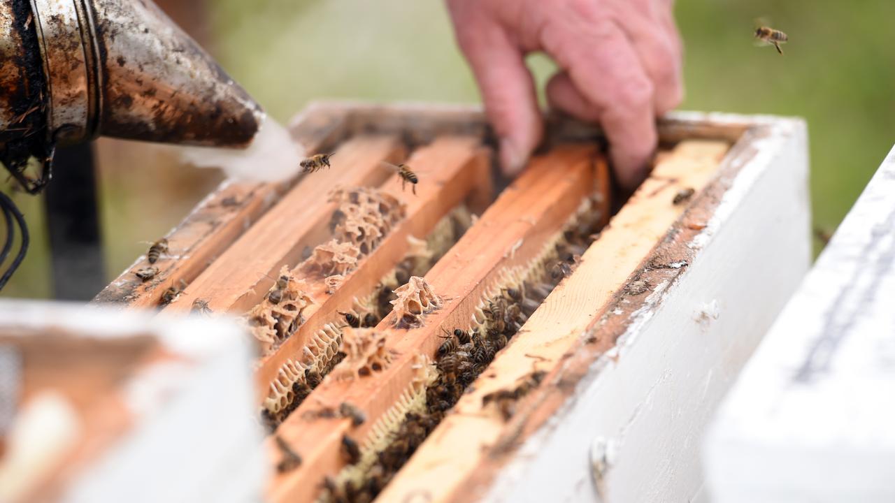 The mites are a major threat to the honey industry.