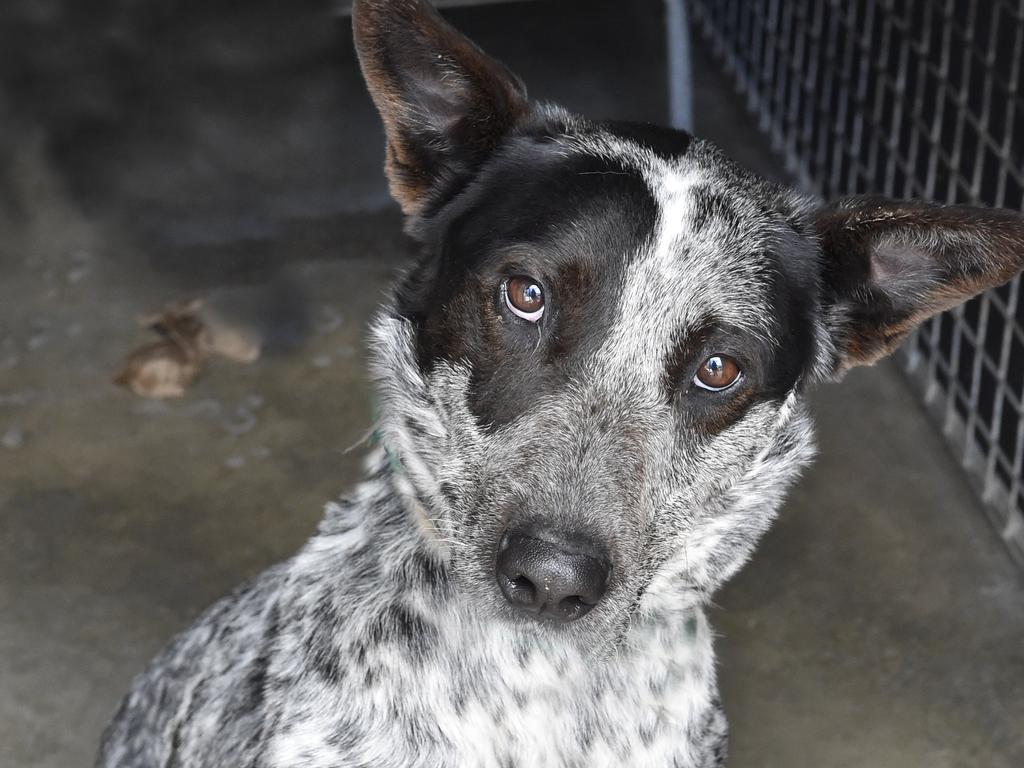 Cattle Dogs are extremely loyal companions but they need a lot of exercise. Picture: Bev Lacey / The Chronicle