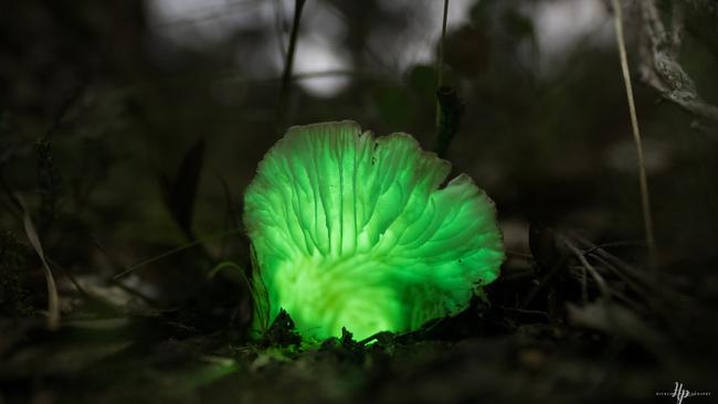 Ghost fungus growing in Mt Pilot National Park. Picture: Kurtis Hickling