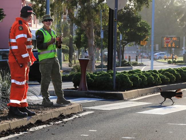 Australian Army officer and SES Member allow a NSW Bush Turkey using the pedestrian crossing to cross over the border into Queensland after having its Border Entry Pass checked at border check point into Queensland on Griffith Street Coolangatta. Photo: Scott Powick Newscorp