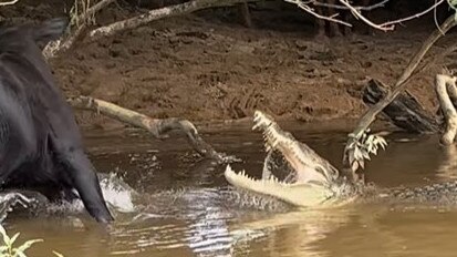 A curious cow made a lucky escape after it shared a quick kiss with a large saltwater crocodile on the banks of the Daintree River in Far North Queensland. Image: Daintree crocodile tours (Instagram)