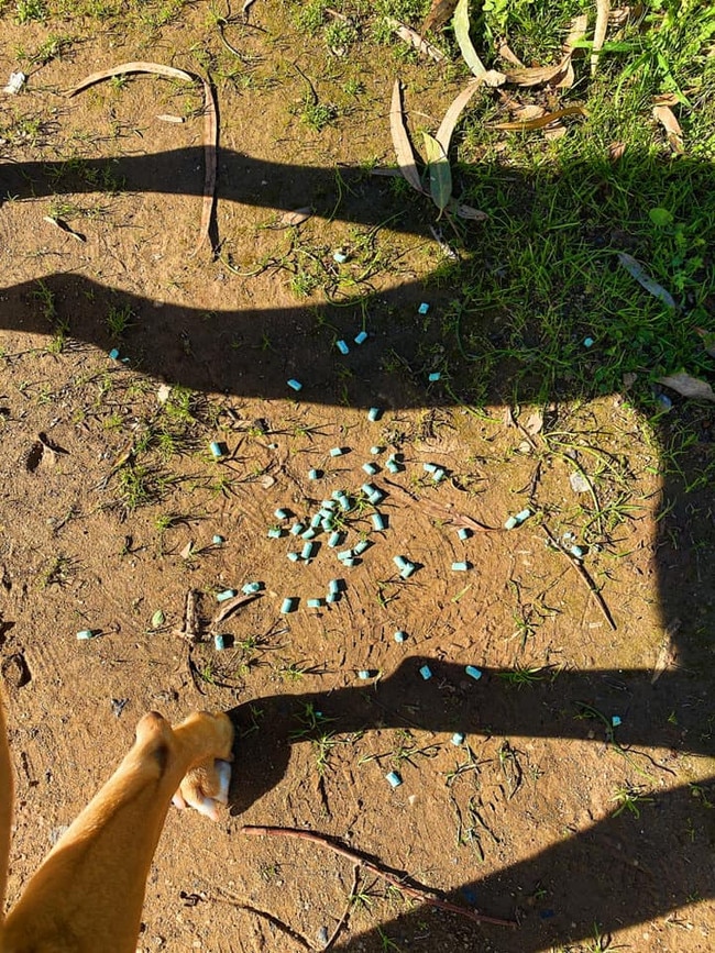 Green pellets found at Thebarton Oval. Photo: Charlotte McHaffie.