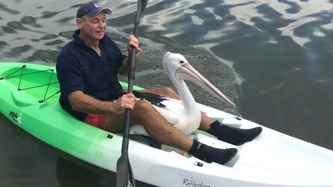 Rowley Goonan from Wild Bird Rescue Gold Coast saves a pelican by kayaking out to grab her. Picture: supplied