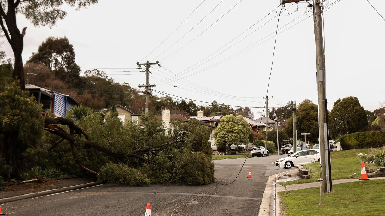 Trees bring down power lines at the Launceston Gorge entrance on Basin Rd. Tasmania wild weather event September 2, 2024. Picture: Stephanie Dalton