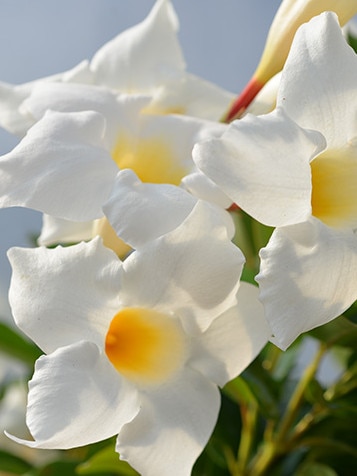 Mandevilla ‘Bright White’