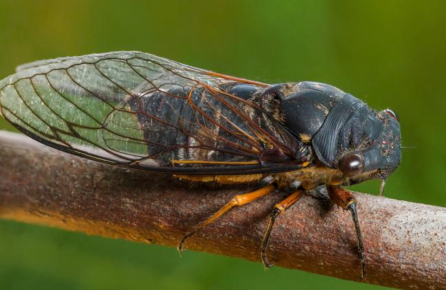 Black Prince cicada.