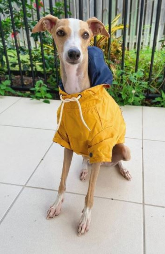 Dog raincoat sale kmart