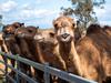 Australia’s weirdest job going at largest camel dairy