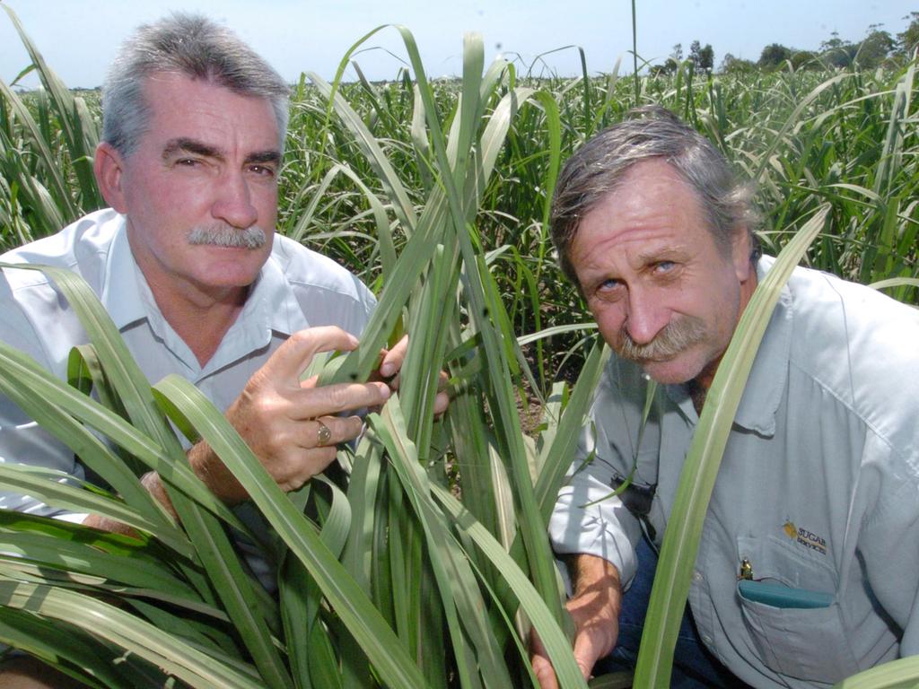 BSES extension officer Barry Callow (left) and Bundaberg Sugar Services field officer Michael Turner check on the new smut resistant Q208 cane at Gordon Fritz's farm on Dahl's Road in 2012. Photograph: Tanya Heidke