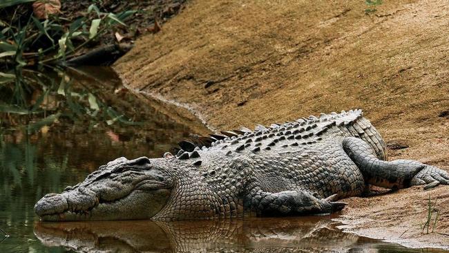 Queensland crocodile numbers are estimated at between 20,000 and 30,000 by the Department of Environment and Science (DES). There are 100,000 crocs in the NT but DES says Queensland won't get to that number due to lack of habitat. Picture: Tommy Hayes