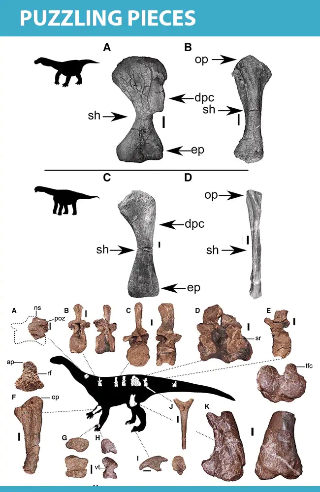 Scientists Discover New Species of Giant Dinosaur - Ledumahadi Mafube