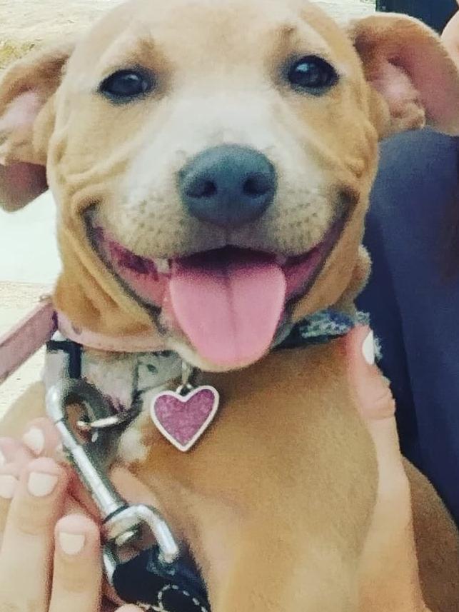 This is Banjo from Paradise Point whose happy place is anywhere with water . He just loves life