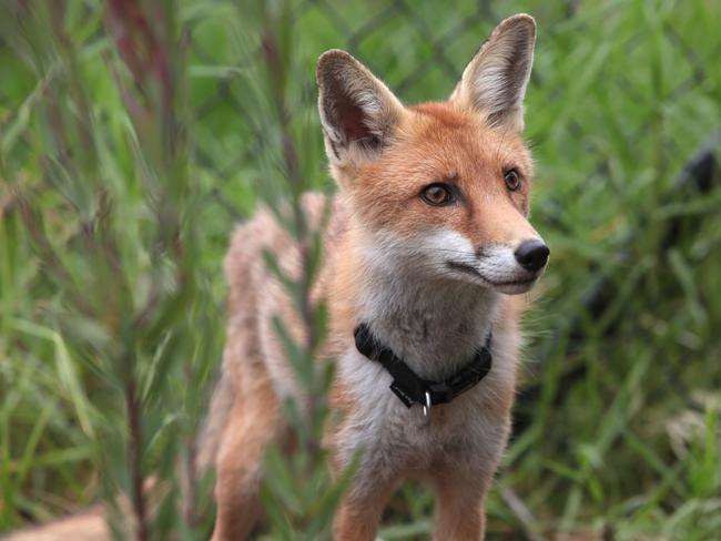 Calmsley Hill City Farm, at Abbotsbury, has welcomed three new foxes to the farm. Pictured is Native Animal Keeper Jess Stewart with Bolt the male European Red Fox.