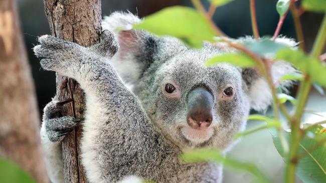 Koalas would be able to roam around the Gold Coast if the city was designed like an Italian metropolis. Photo by Richard Gosling