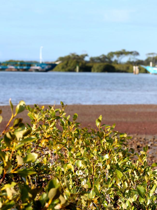 Migratory shore birds call the Redlands Coast home. Picture: Renae Droop