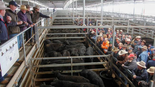 Steady demand: Demand for well-finished trade cattle was strong across Victoria last week. Picture: Jenny Kelly