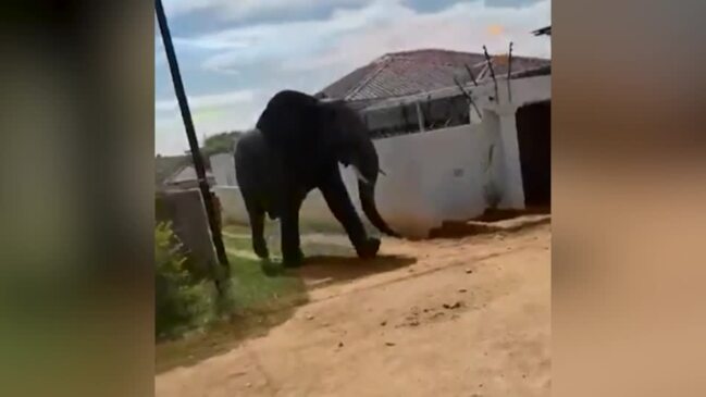 Elephant Euthanized After Escape From Wildlife Park | Herald Sun