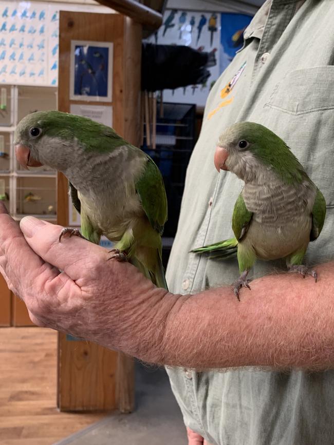 The parrots were returned on Thursday. Photo: Caleb Bond