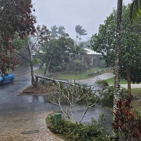 The wild weather has caused trees to fall on Waratah Close at Tewantin.