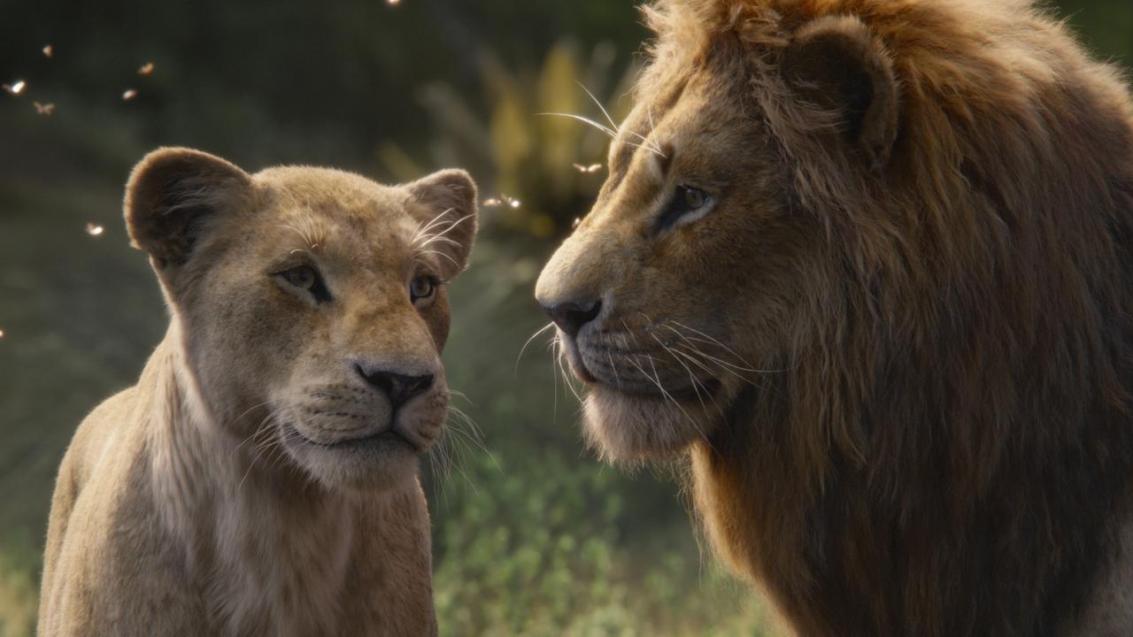 Lions are not the most expressive animals