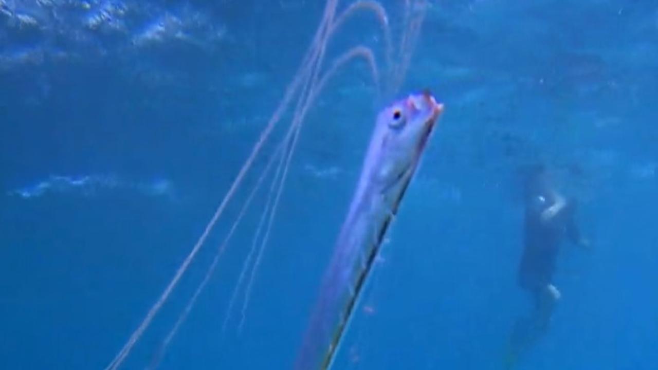 Rare Species Of Oarfish Found And Photographed On The Great Barrier ...