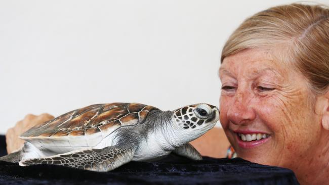 People urged to think twice before releasing helium balloons during New Year celebrations, as they have the potential to kill marine life if ingested. Jennie Gilbert from the Turtle Rehabilitation Centre cares for Leila, an eight month old Green Turtle who ingested micro plastics in waters off Cape York. Picture: BRENDAN RADKE.