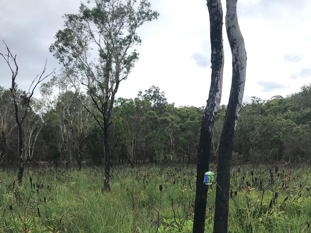 Surveying on Fraser Island in the wake of the 2020 bushfires.