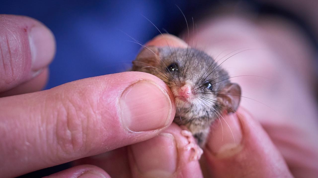 Pygmy Possum becomes patient at Bonorong Wildlife Sanctuary after ...