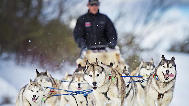 Mush like a pro with the huskies of Australian Sled Dog Tours. Pictures: Nathan Dyer