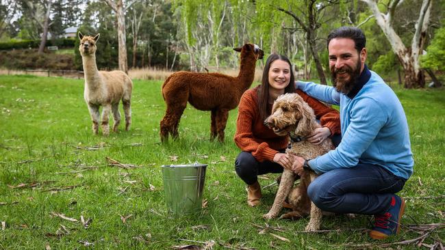 Tomer Bar-Ami and his fiance Sarah Brown bought a home in Mylor in November, pictured with their alpacas and dog Yofi. Picture: Tom Huntley