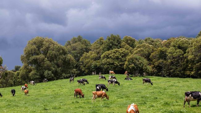 The herd of both Holstein and Guernseys grazing at Julie and Michael Moore's property at Dorrigo in the New England region of NSW. Picture: Supplied