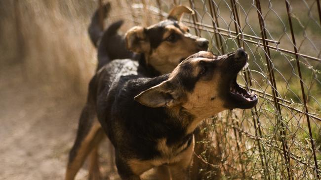 Livestock SA wants the dog fence replaced in the next three to five years.