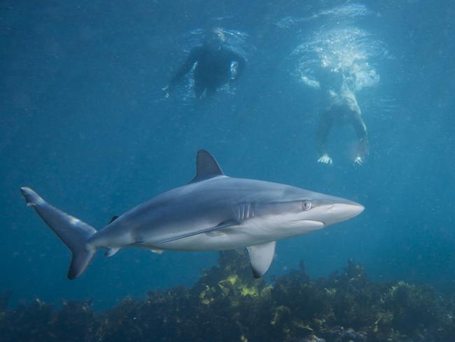 This amazing photo of a juvenile dusky whaler was taken at Cabbage Tree Bay last Sunday by scuba diver Peter McGee. He’s on Instagram as @petemcgeephotography