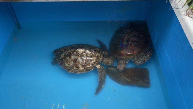Sea turtles on the mend in the rehabilitation centre. Picture: Chris Knight