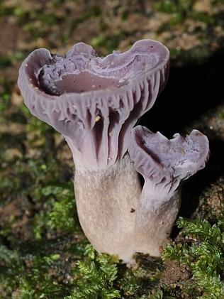 Fungi enthusiasts Ray and Elma Kearney prove they are no amateurs ...