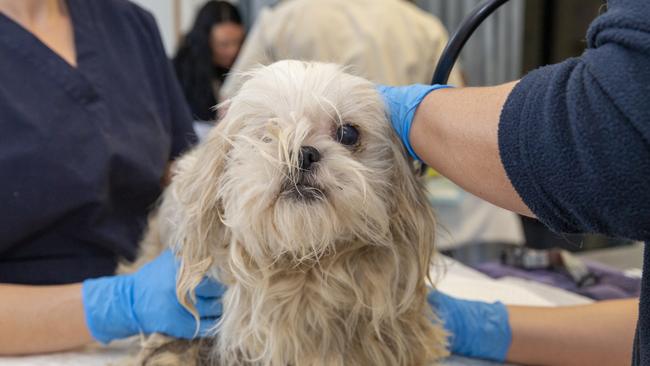 One of the dogs rescued by the RSPCA from the “house of horrors”. Picture: RSPCA