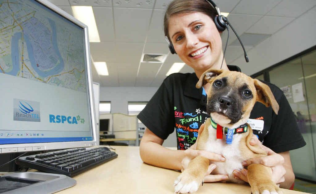 Rspca best sale found pets