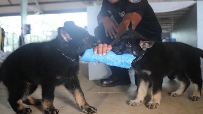 NT Police Dog Operations Unit officer Riva Zio with the squad's newest recruits, Axe and Jax.