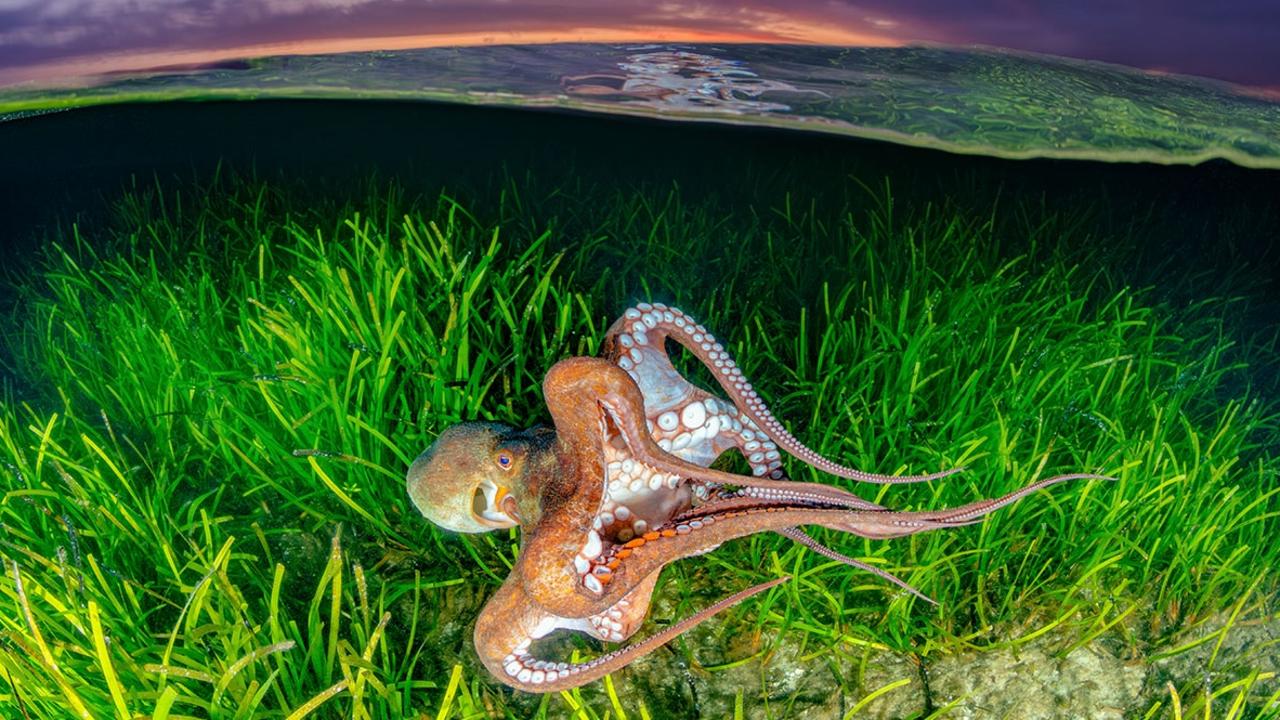 A common Sydney octopus hunts in the seagrass beds as the sun sets over Jervis Bay.