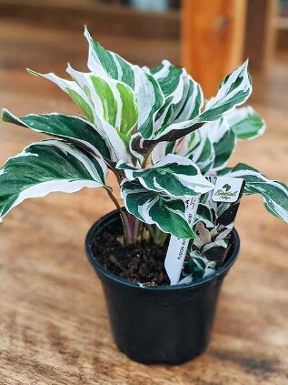 White Calathea. Source: nicksgardencenter/ Instagram.