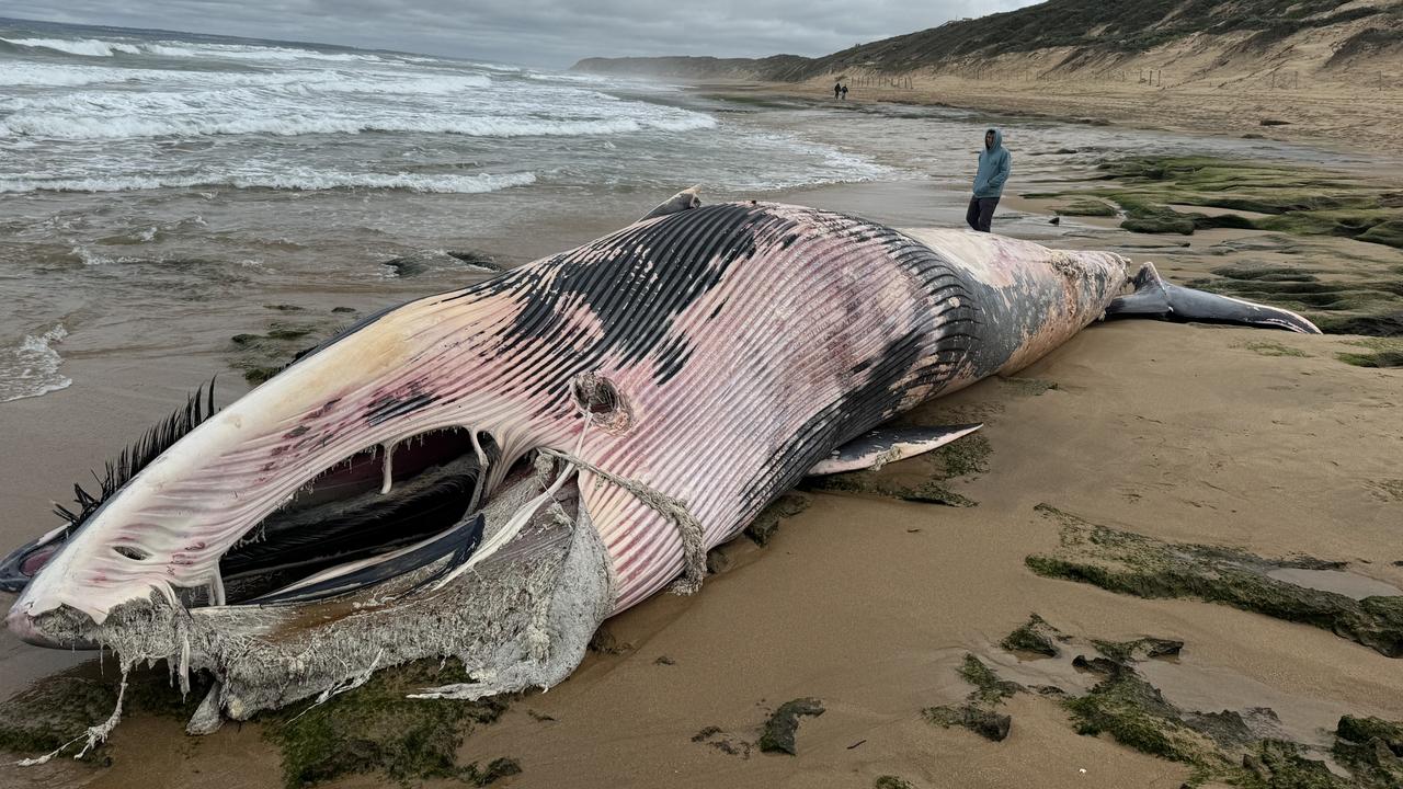 Fresh plea to avoid Barwon Heads beach as sharks circle