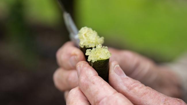 Bob Schultz's finger limes orchard at Wamuran. Picture: Dominika Lis