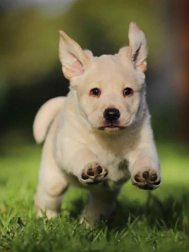 Lily, the seven-and-a-half week old guide dog puppy. Picture: Alex Coppel.