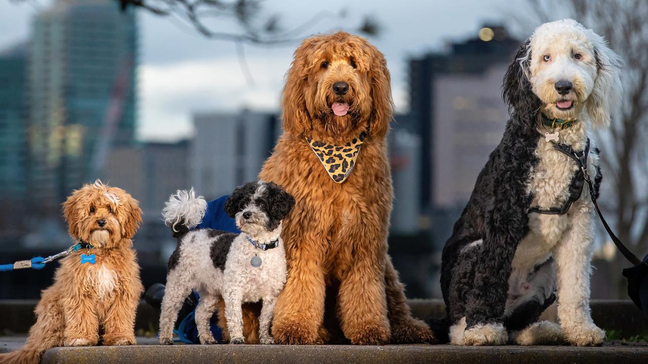 I best sale hate labradoodles