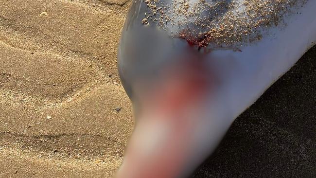 Emotions high after dead baby dolphin found on beach