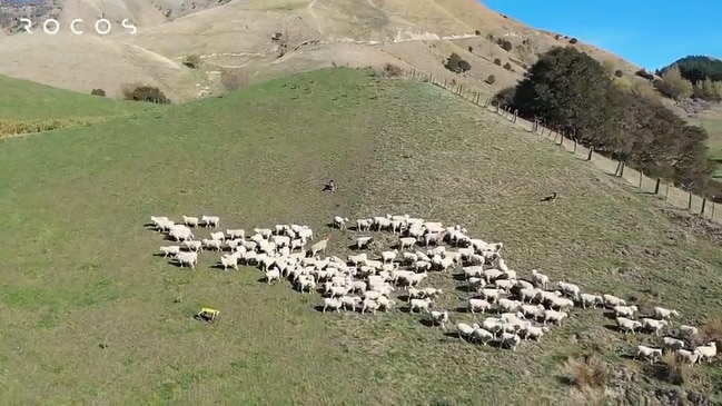 Robot 'Dog' Trials Sheep Herding and Orchard Inspection in New Zealand